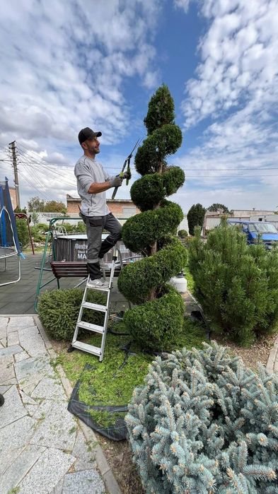 Обрізка плодових, фруктових дерев, обробка дерев, догляд за кущами