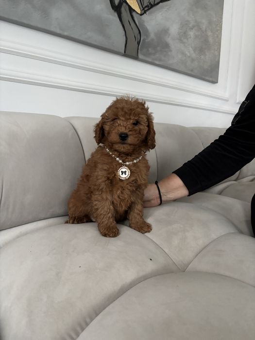 Pudel Mini suczka z rodowodem