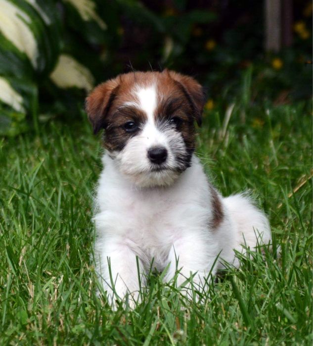 Jack Russell Terrier CherryLoveFCI oczekujemy szczeniat!