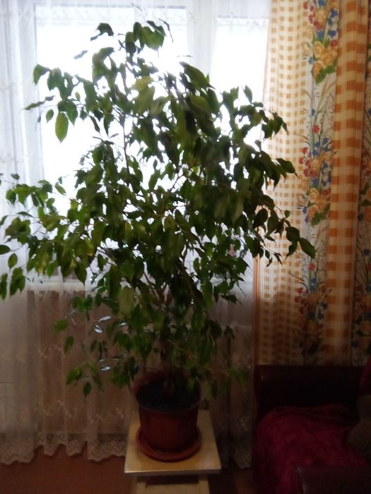 Фикус Бенджамина