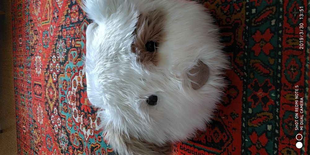 Мягкий тапочек для себя или для. питомцев