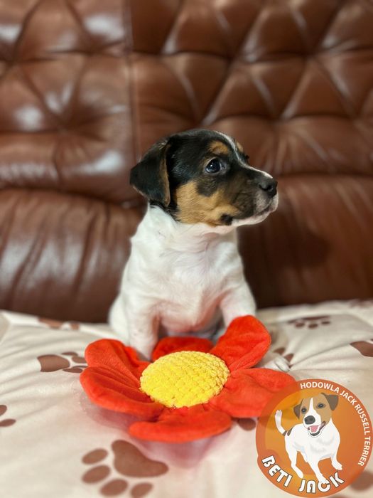 Piękny piesek Jack Russell Terrier z hodowli „BETI JACK” - DIOS