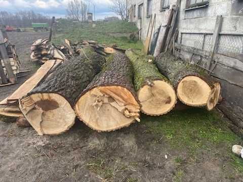 Topola Pien Pnie Kloda