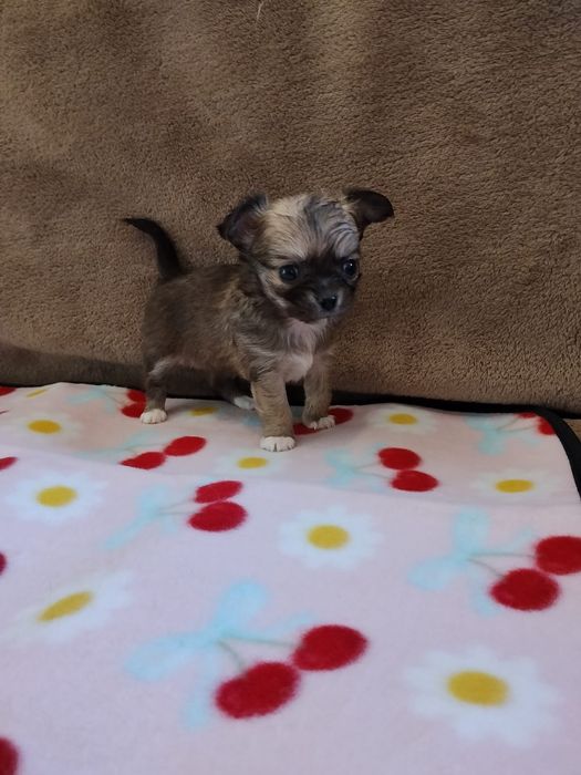 Chihuahua suczka