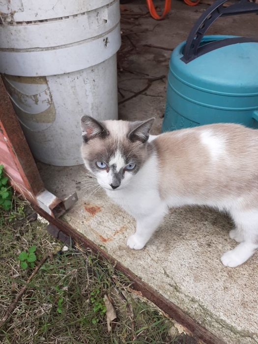 Gatinho 4 meses para adocao