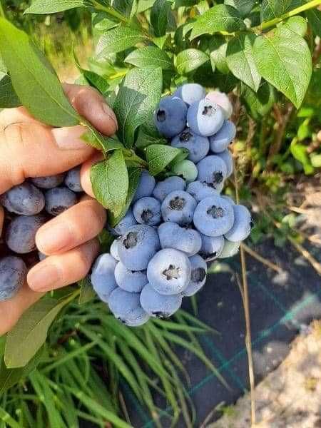 Borówka amerykańska Bluecrop Elliott 4 letnie WYPRZEDAŻ!