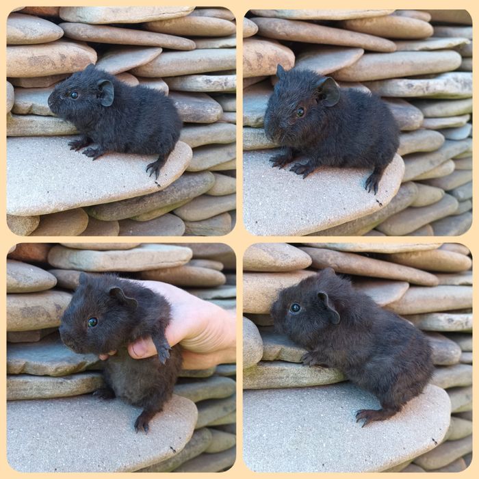 Teddy świnka US Teddy podpalana Havana