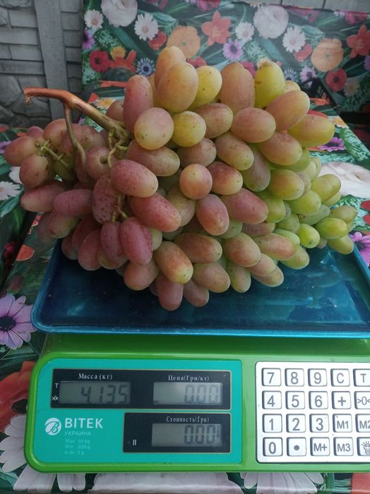 Чубуки винограду