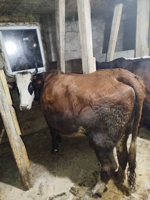 Продам корову вечірка