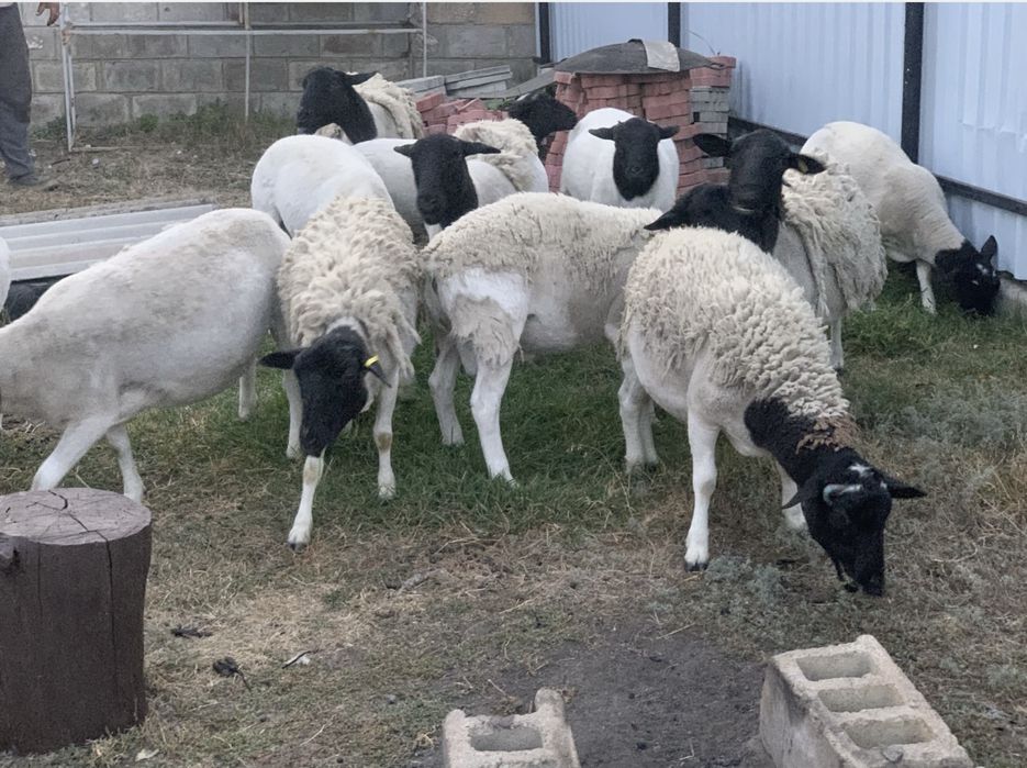 Продам тушку баранчика Дорпер