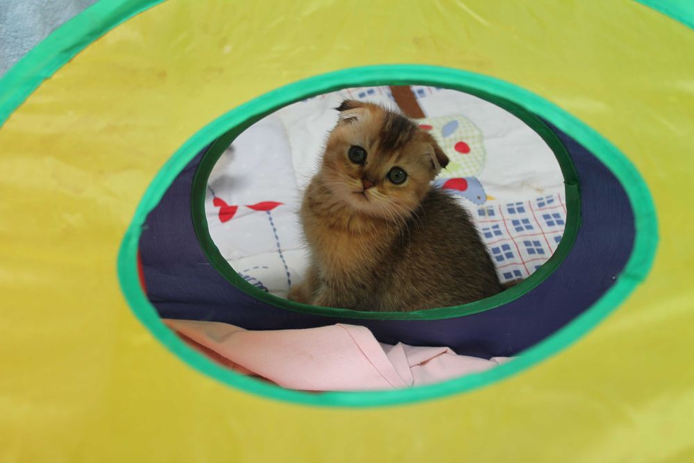 Яскраві котята золото1 шиншилли