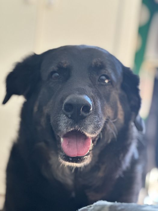 Preciso de um lar temporario