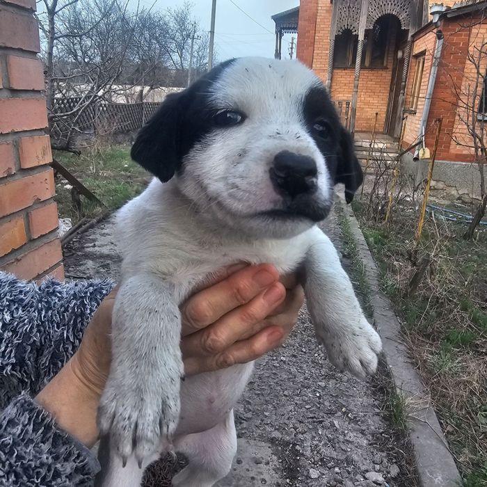Отдам даром (2 мальчика ,3 девочки )
