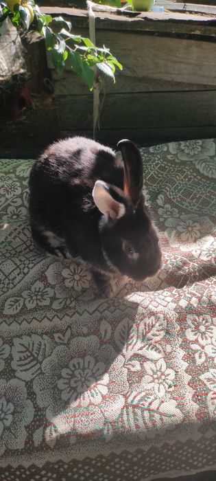 Кролики біло-остьові