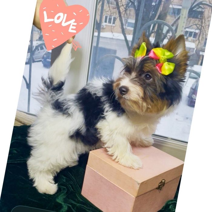 Дівчатка цуценятка гарні діти бівер міні стандарт