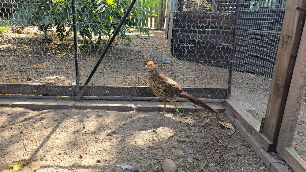 Bażanty złote z 25r