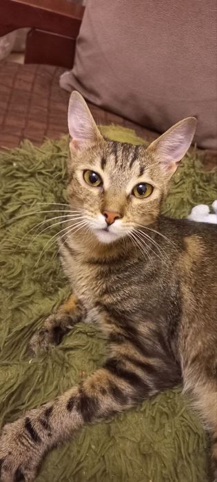 Отдам даром в добрые руки полосатую кошечку