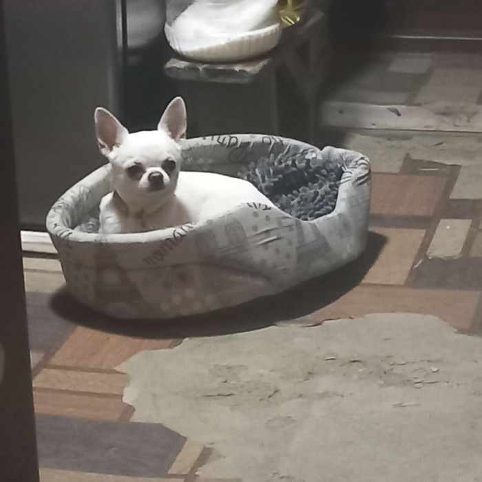 предлогаю вязку.