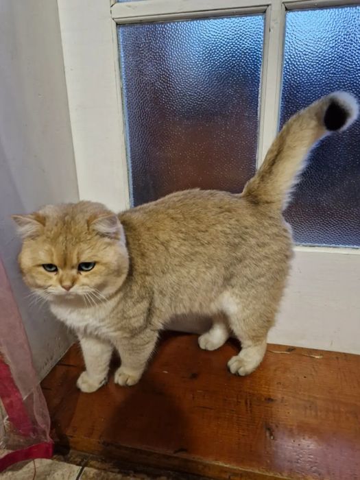 Британський кіт золота шиншила.В'язка.