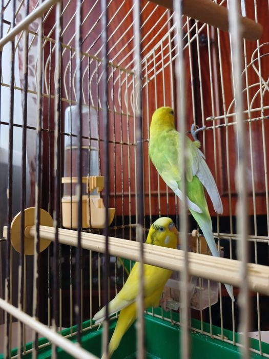 Клітка для папуги
