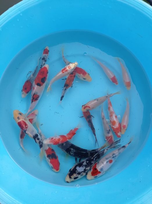Carpas koi tosai premium