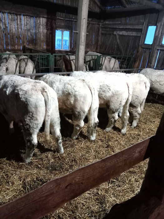 Charolaise jałówki