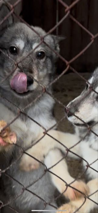 Щенята 4 місяці дві дівчинки лайки хаски