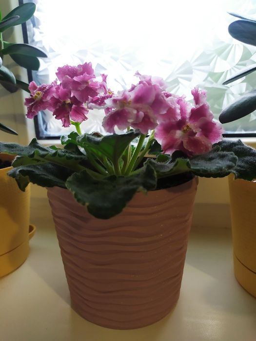 Фіалка, дуже гарна.