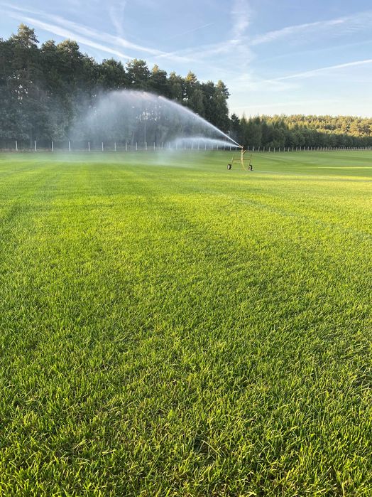 Trawa z rolki 1 gatunek, trawnik z transportem, zamówienia online