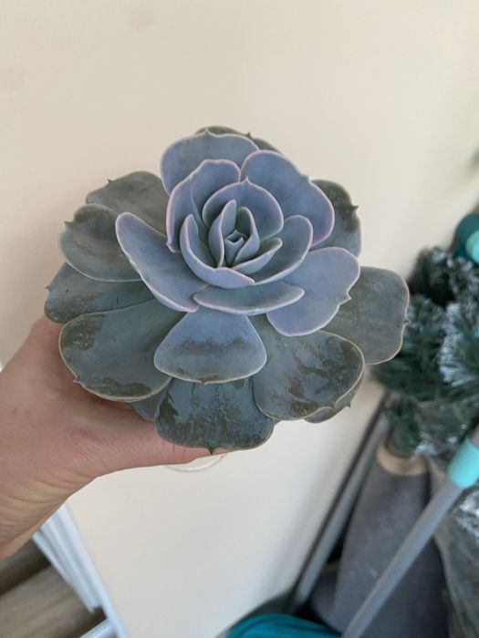 Ехеверія,паперомія,еоніум,пеларгонія марлезон2, пеларгонія Анна-Жанет