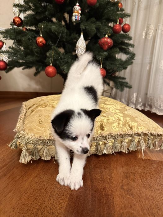 Продається цуцик шпіца