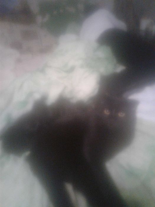 Котята бретанские веслоухие чистокромные