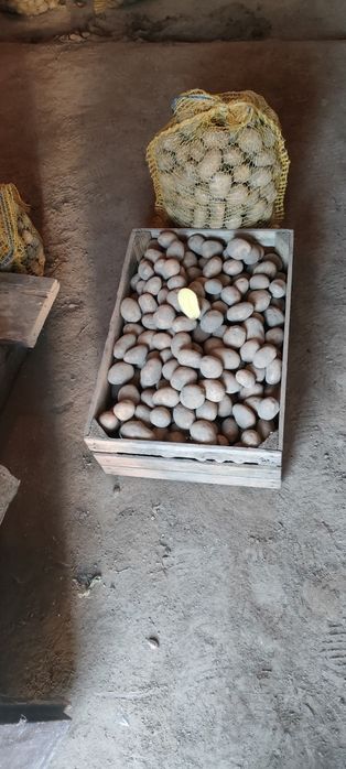 Ziemniaki Lord,Sorają o wielkości sadzeniaka