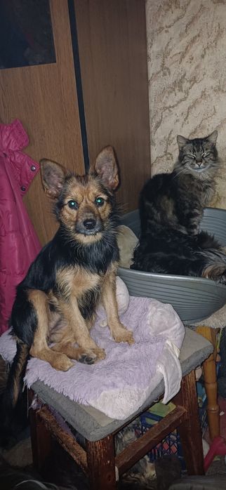 Ярка міні дівчинка 5 кг