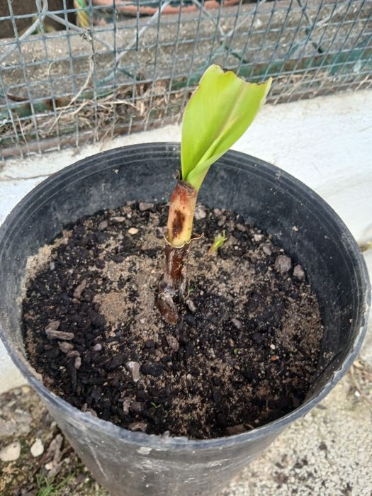 Bananeira da Madeira, costuma dar bananas uma duas vezes por ano.