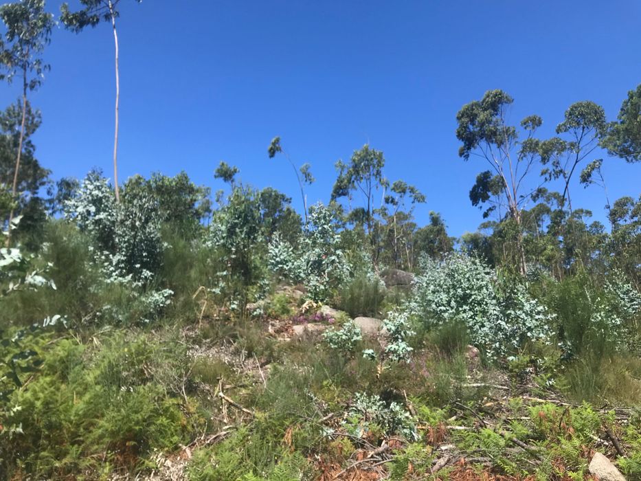 Venda de Bouça 7000m², Perre, Viana do Castelo