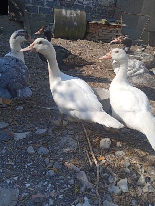 Продам сім'ями або окремо різний молодняк мускусних качок