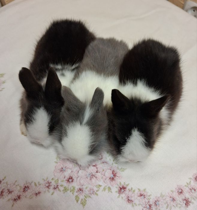 Króliki miniaturki karzełek Teddy