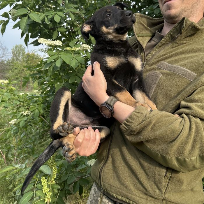 Цуцик 2,5 місяці. Хлопчик