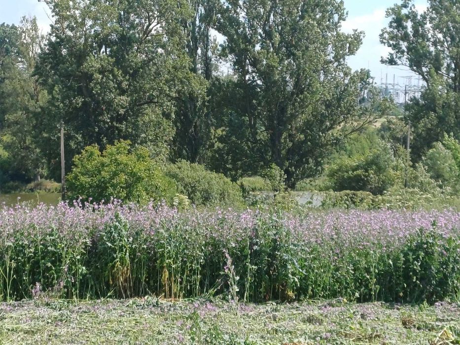 Продаж земельної ділянки в Луці-Мелешківській