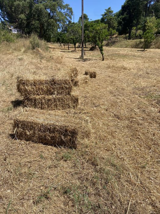 Fardos de palha de erva não semeada