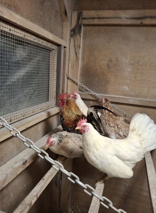 Liliputki karzełki polskie