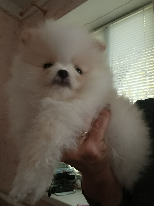 Мини померашки шпиц  Девочка с румянцем на щечках.