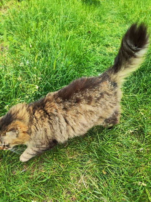 Стерилізована пухнаста красуня