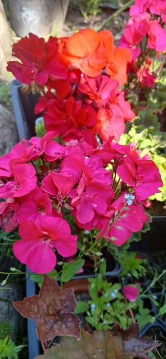 Sadzonki Pelargonii na balkon taras do doniczek lub na rabate kwitną do jesieni