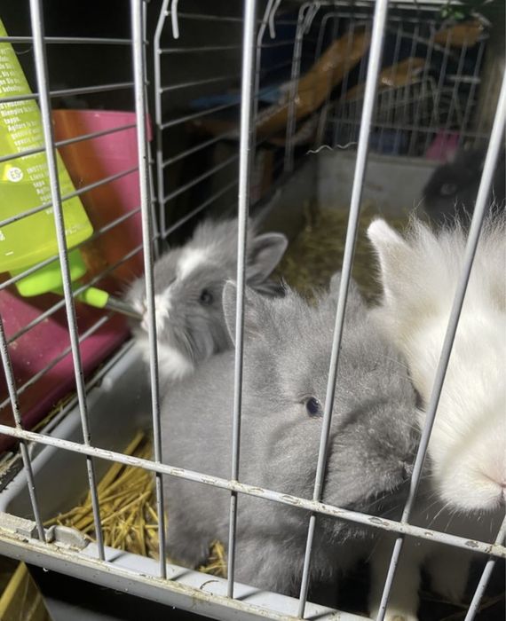 Coelhos anoes muito bonitos alguns de olhos azuis