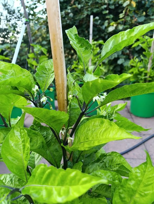Plantas de Carolina reaper e ghost pepper já transplantadas em balde de 25 litros