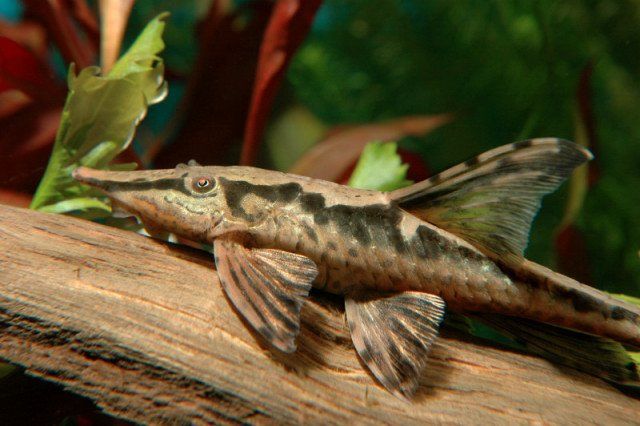 Стурисома панамська