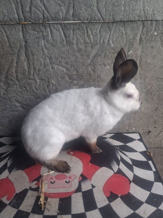 Samice kalifornijskie czarne