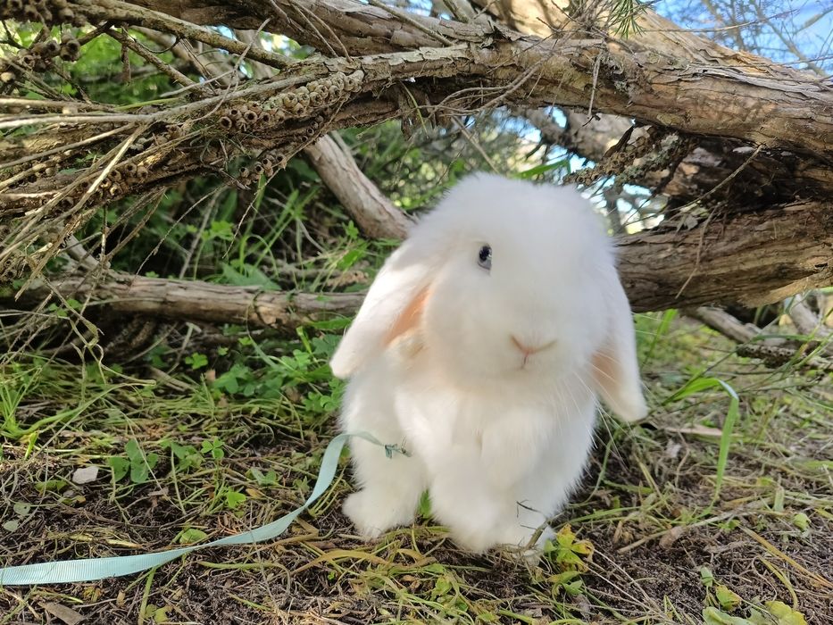 Coelho Belier – 1 Ano | Castrado, Vacinado, Educado | com chip